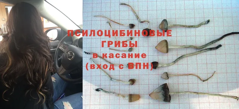 Галлюциногенные грибы Magic Shrooms  где купить   Кораблино 